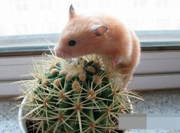 这货练过铁布衫吧？