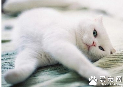 弓形虫症状 症状些似犬瘟热犬传染性肝炎