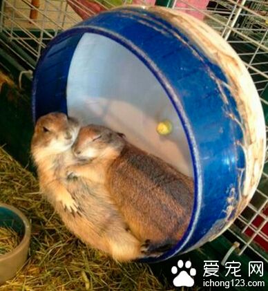 吃饱喝足晒夕阳~