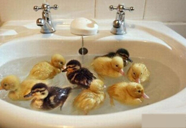 媳妇说想养点宠物