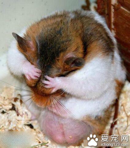 哎呀，吃太胖没脸见人了