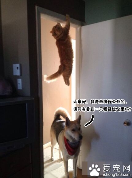 大家好，我是来执行公务的。