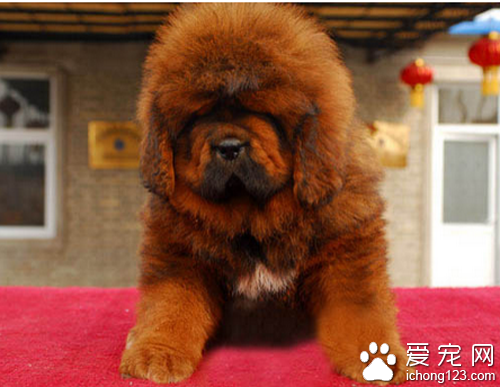 幼犬喂养 狗狗幼年和成年饲养方式不同