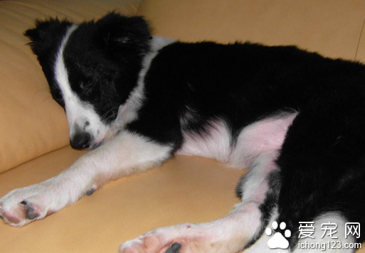 狗狗皮肤病 带你真确治疗狗狗的皮肤病