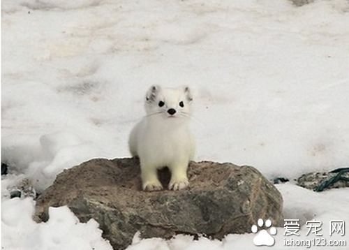 雪貂多少钱一只 由于比较稀少价格较贵