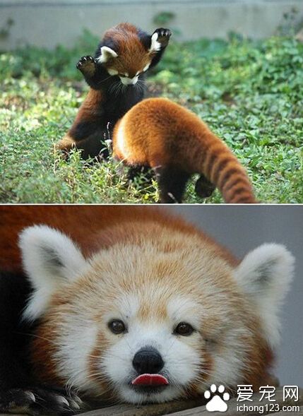 这是要萌死人的节奏吗？