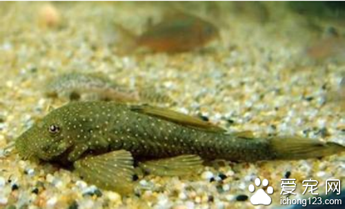 鲶鱼吃什么 食物主要以小虾小鱼为主