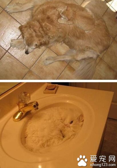 萌宠隐藏界高手，一个比一个牛逼。。