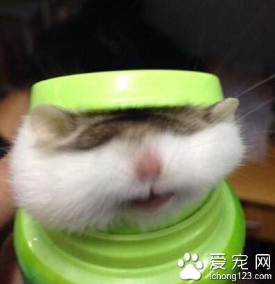 论仓鼠与口香糖盒子的正确使用方法