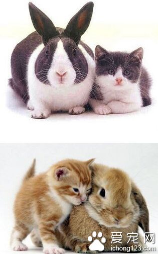 喵了个咪滴，撞衫了！