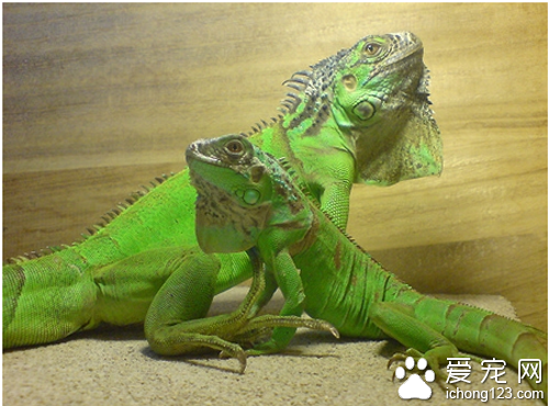 绿鬣蜥价格 绿鬣蜥价格普遍不会太高