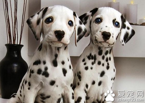 斑点狗饲养 教你正确饲养斑点狗的方法