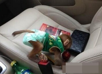 这个小吃货，终于不骑在方向盘上了！