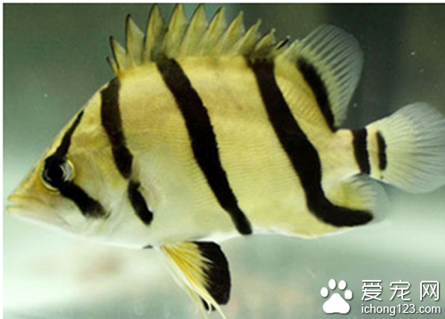 虎皮鱼怎么养  水质对养虎皮鱼很重要