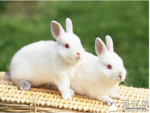 养兔子的方法 教你如何喂养兔子