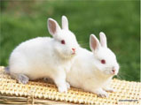 养兔子的方法 教你如何喂养兔子