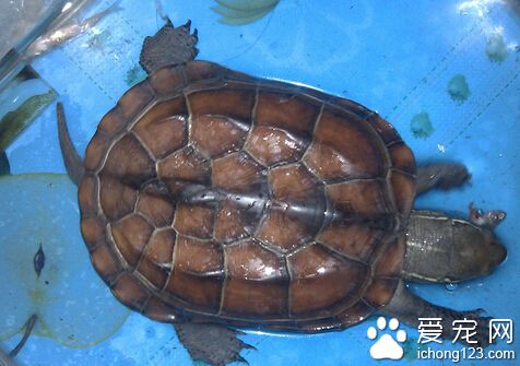 怎样养乌龟 鱼肉是乌龟最喜欢吃的食物