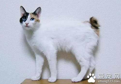 宠物猫的价格 选购异国短毛猫的价钱