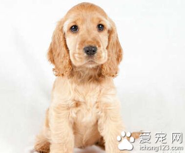 犬冠状病毒 此病少发并不等于不会发生