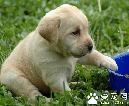 拉布拉多和金毛区别 六个方面来分辨它们