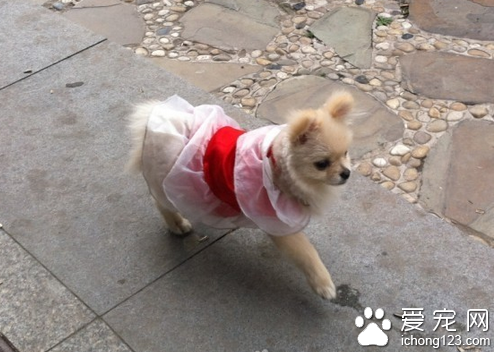 细小潜伏期 细小处理不好会有生命的危险