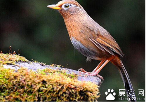 怎样饲养画眉鸟 饲养画眉鸟需要足够耐心