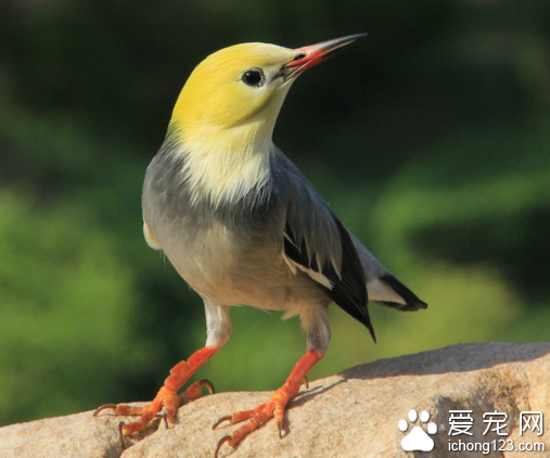 金丝雀价格 金丝雀价格不高饲养也不难