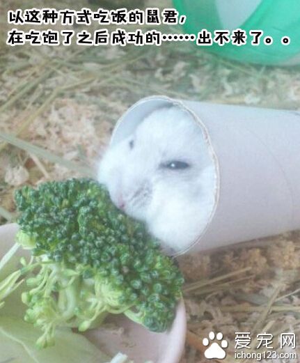 老板来个老北京白鼠卷