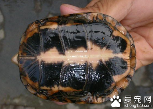 星点龟饲养  教你如何正确饲养星点龟
