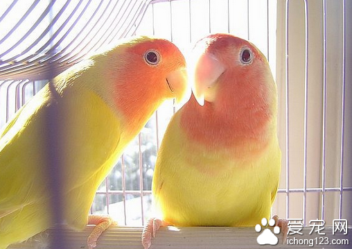 鹦鹉怎么分公母 可以从生活习性上分辨