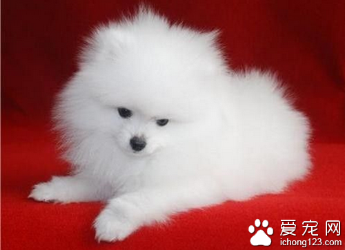 博美的性格 选狗最好是和自己性格适合的