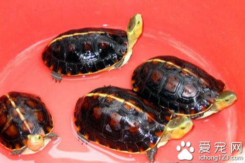 黄缘闭壳龟怎么养  不建议新手去饲养它