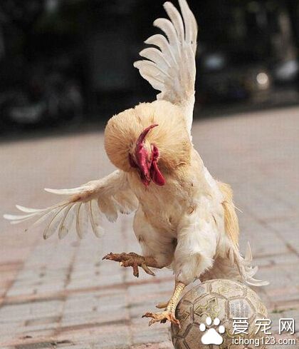 罗娜尔鸡！！！要射了！！