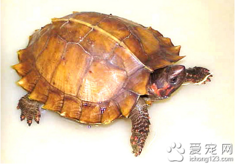 太阳龟价格 太阳龟价格很适合普通家庭养