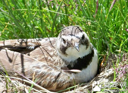 百灵鸟的价格 百灵鸟的价格普遍不会太高