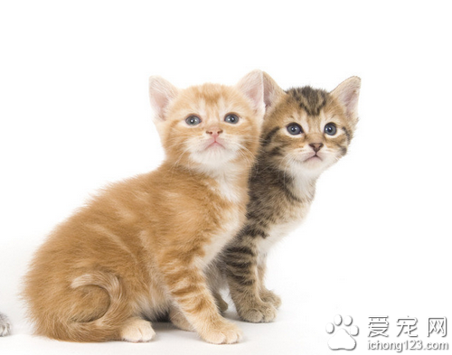 猫皮肤病   猫皮肤病的需要尽快的治疗