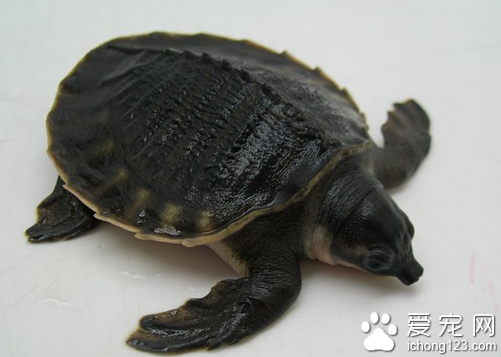 猪鼻龟价格 选购猪鼻龟的一些注意事项