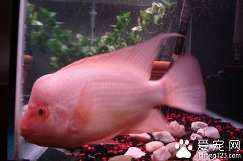 火鹤鱼饲养 饲养火鹤鱼的一些饲养事项