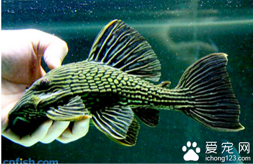 鼠鱼怎么养 注意养的时候多买几条鼠鱼
