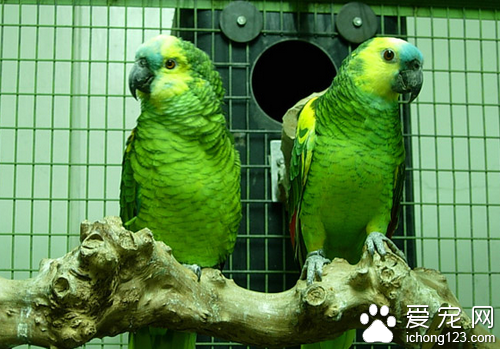 紫冠亚马逊鹦鹉饲养 它的适应能力比较强