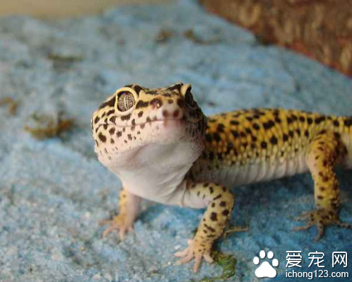 豹纹守宫价格  价格和地区有着很大关系