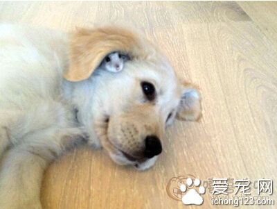 藏在那里暖和吗