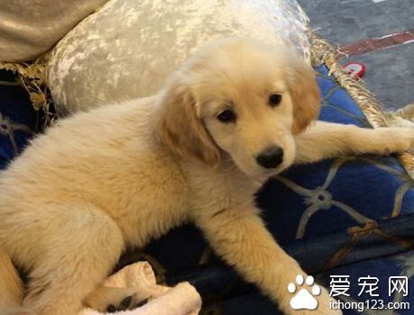 金毛尿频 先了解金毛受孕阶段需注意事项