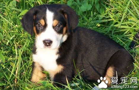 怎样选狗 首先是要决定养什么品种的犬