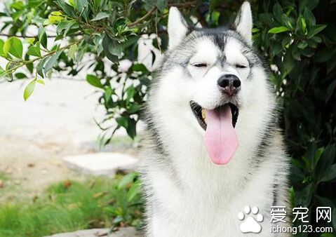 哈士奇不会狗叫 哈士奇不会象普通狗那样吠叫