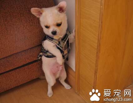 狗狗罚站 首先就得教会狗狗该如何站立