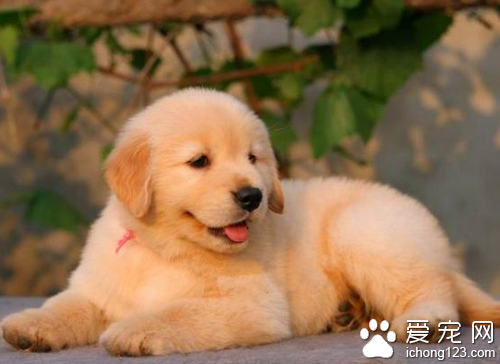 金毛犬的价格 一般金毛犬的价格不算太贵