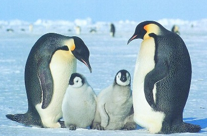 企鹅是哺乳动物吗 现存于世的企鹅有18种