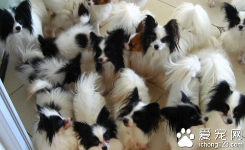 蝴蝶犬多少钱  地区不同价格也不同