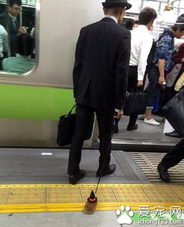 这是遛的什么新宠？